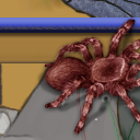 TURANTULA!!! by nickel