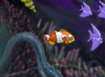 clownfish by raganaga