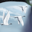 Birds. It seems that i didn't care about the tiles at the sides. How selfish! by iamall