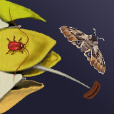 A view of the insect world by dubious intellect