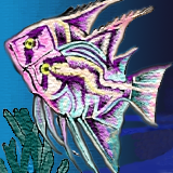 my angel fishes by PixelPolisher