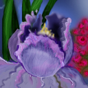 knorkis lavenderensis -- a rare bloom by sookeyjane