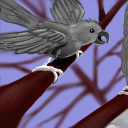 angry parrot by MarXidad