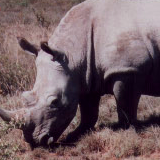 Rhino by root88