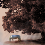 Under the shade of a coolabah tree by Kim