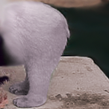 The ass of a swedish polar bear at Skansen. My Photo. by samuelf
