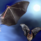 Night Flyers by root88