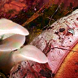 fungus fun. (photos of mushrooms) by sage