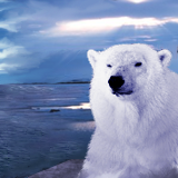 The Front End of That Polar Bear by root88