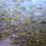 big school of fish ...ok, so I didn't take it, but my dive buddy did :) by miskate