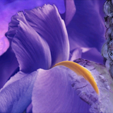 Ibiza Garden by CyberX