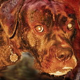 Mugsy the Bulldog by root88