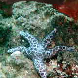 splotchy starfish from a divesite off long reef (sydney) by miskate