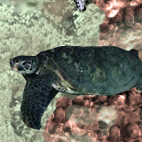 Under the sea (quite fun. 3 stock photographs.) by Yadoking