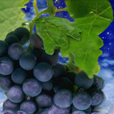 Grapevine by root88