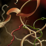 Loopy-loops and a wormhole by feathre