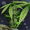 Spaced out by LongIslandEddie