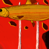 Red Herring by ikeivup