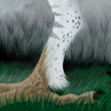 Foot by gecko