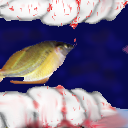 this is either teeth or a shell by ryan