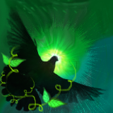 black dove by bannerimage