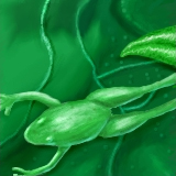 Froggage! (fixed) by antaydos