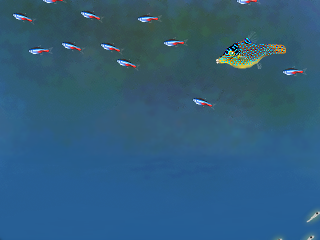 1 fish, two fish, red fish, blowfish... or... how now brown cow? by raganaga