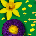 Spring Flowers by Soxan