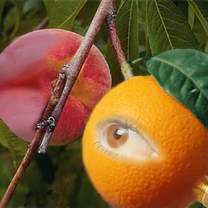 Eye from an orange, lips from a peach, and ofcorse the drink of love. by Blue Indigo