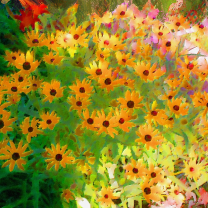 black eyed susans by raganaga