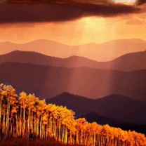 Golden Aspen Grove in the Fall by CyberX