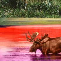 Just a Moose. by Cerulean