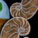 nautilus II - fossil by jokergirl