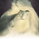 Cute little bear? by Shayde