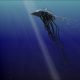 Jelly