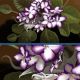 Violets