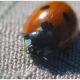 Ladybird