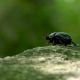 Beetle