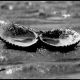 Shells