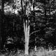 Glade