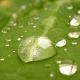 Raindrops