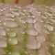 Drop