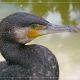 Kormoran