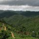 Jungles