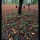 wald3.