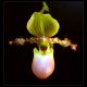 orchid.01