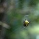 Gasteracantha