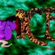 The