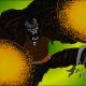 Spawn