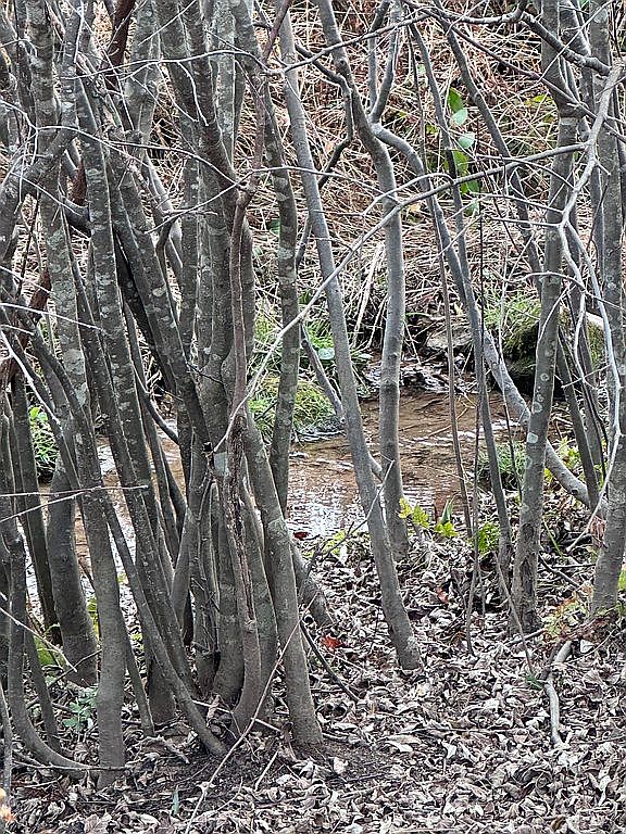 Gooney Manor Loop, Bentonville, VA 22610 — photo 1